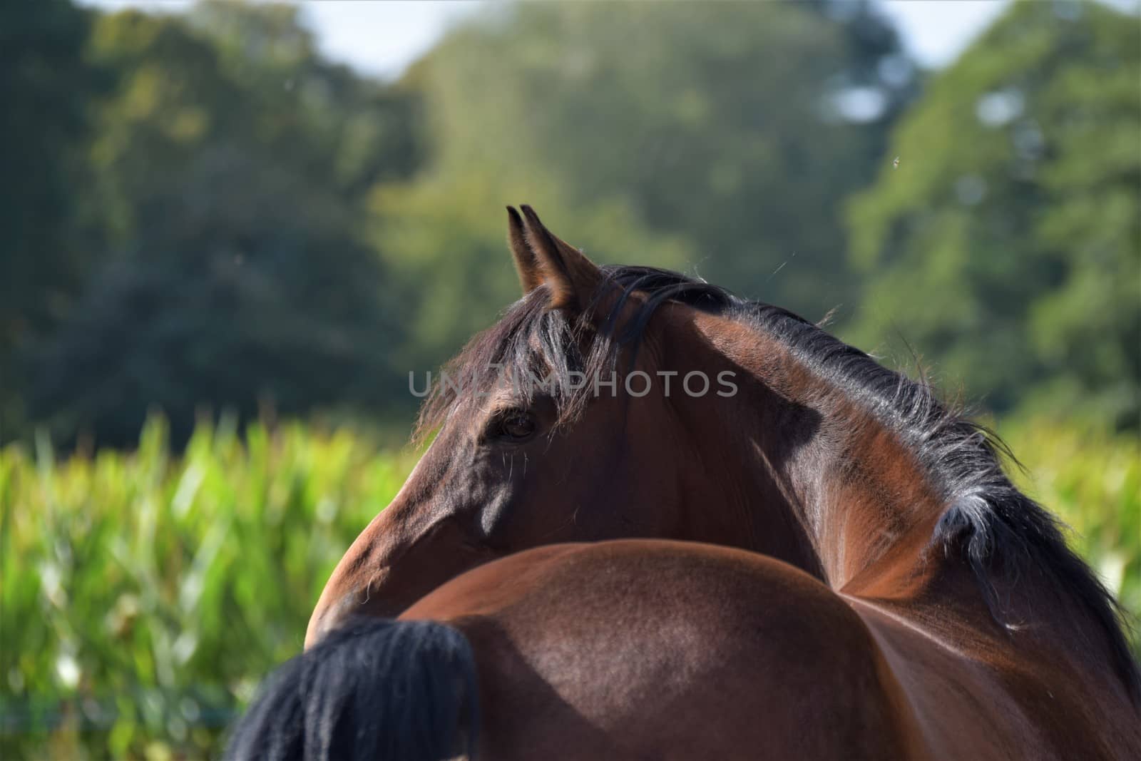 A horse ,looking back, aginst a green background