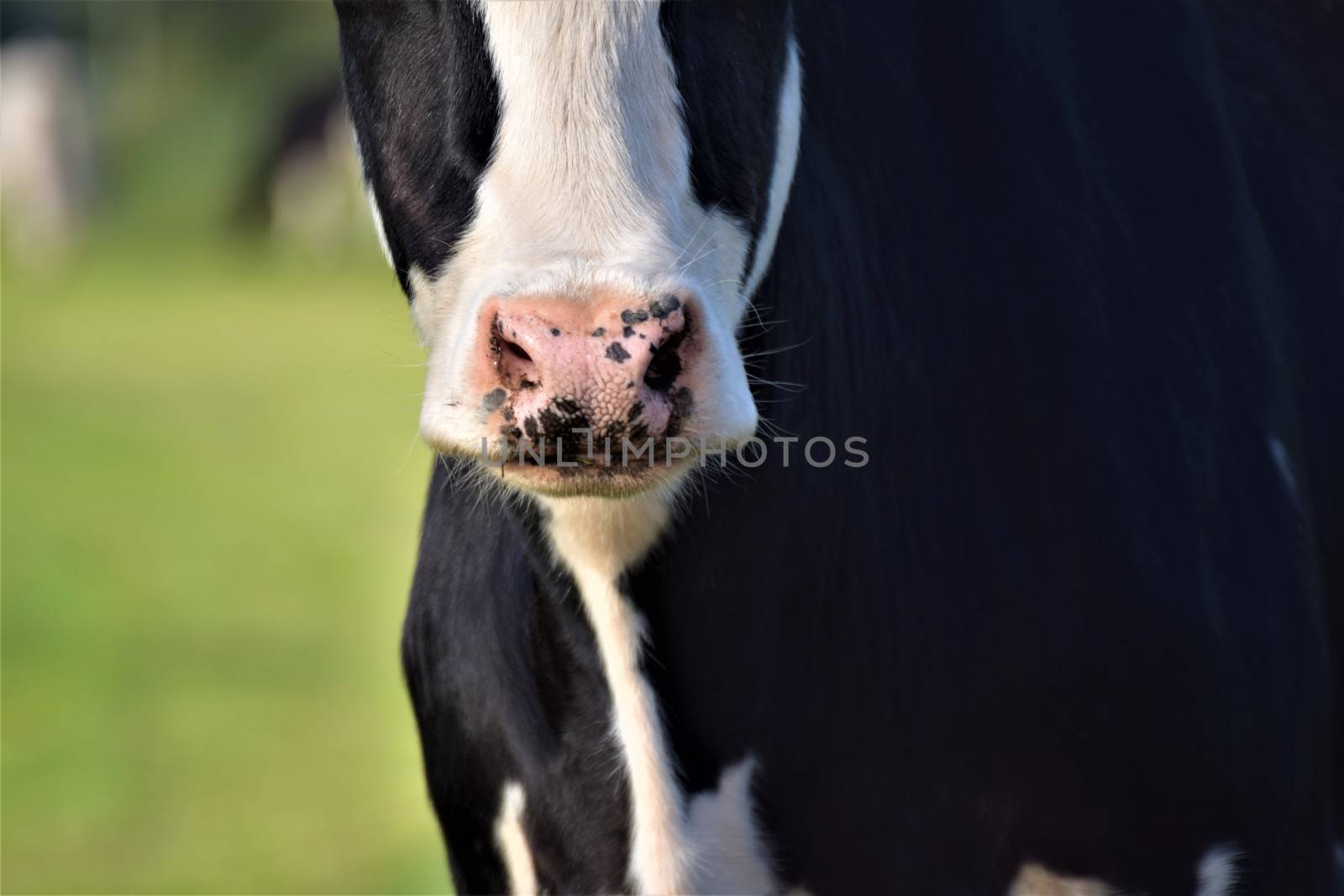 A close up of the nose of a cow against a green blurry backgound
