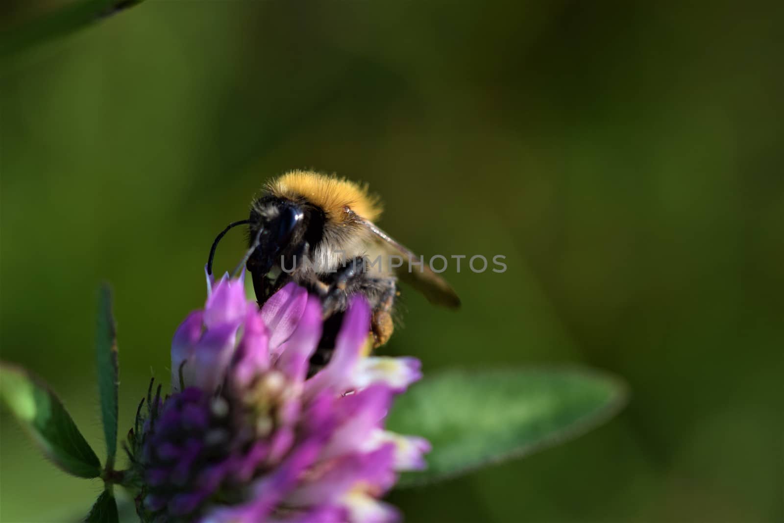 Close up of a field bumblebee sucking nectar from a red clover blossom against a green blurry background