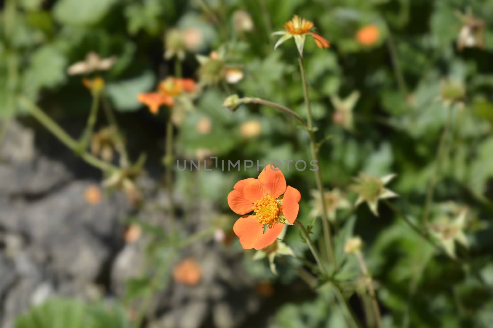 Orange avens cultivar - Latin name - Geum * heldreichii