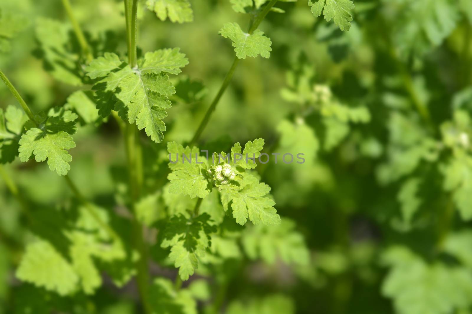 Golden Feverfew flower buds - Latin name - Tanacetum parthenium Aureum (Chrysantemum parthenium Aureum)