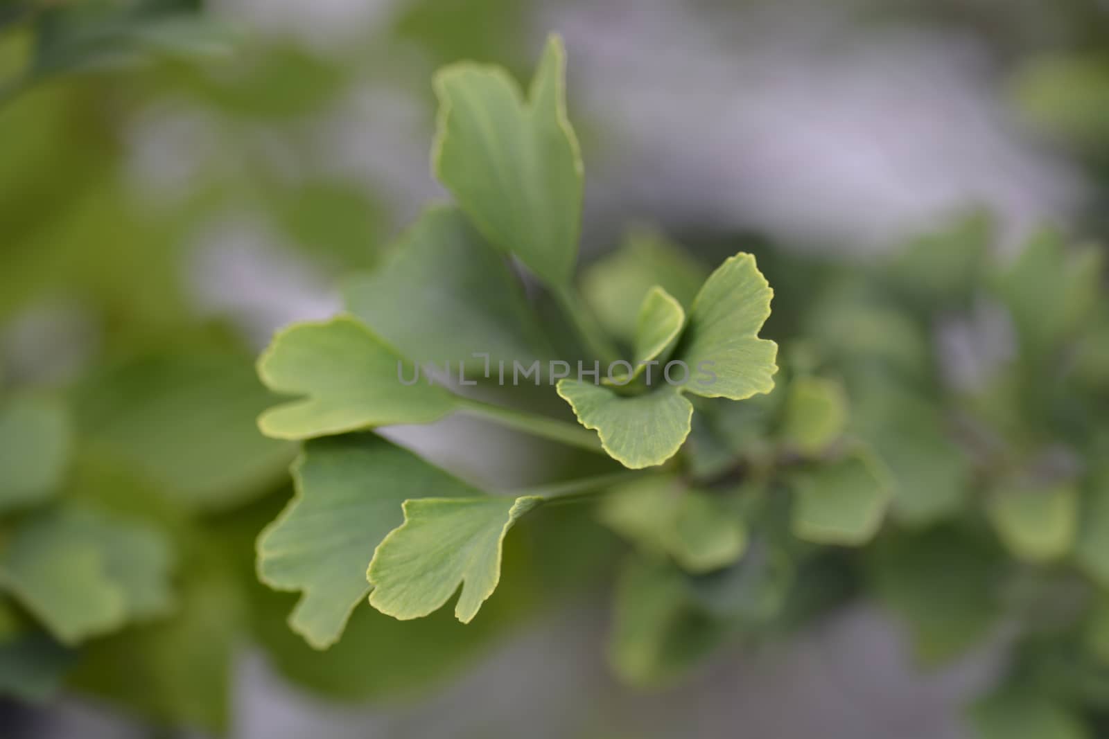 Ginkgo Fastigiata leaves - Latin name - Ginkgo biloba Fastigiata