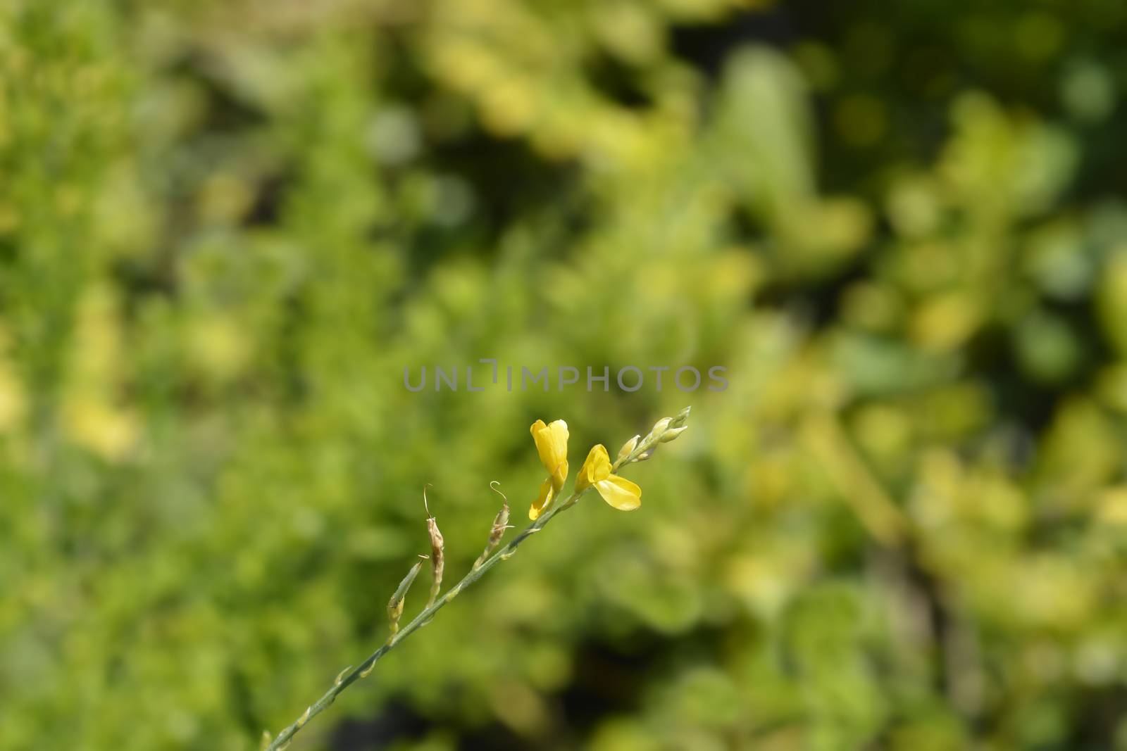 Easter broom flowers - Latin name - Genista x spachiana