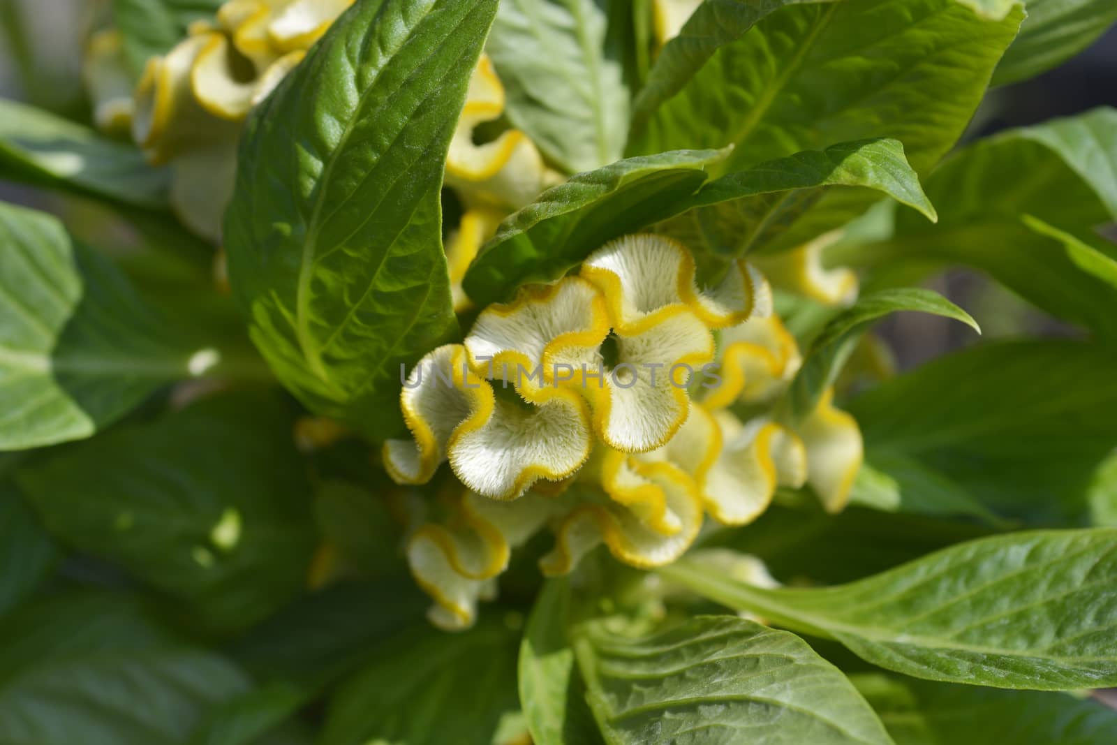 Twisted Yellow Cockscomb - Latin name - Celosia argentea var. cristata Twisted Yellow