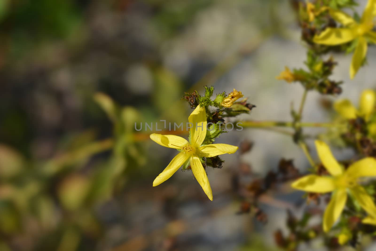 Mountain St Johns Wort - Latin name - Hypericum montanum