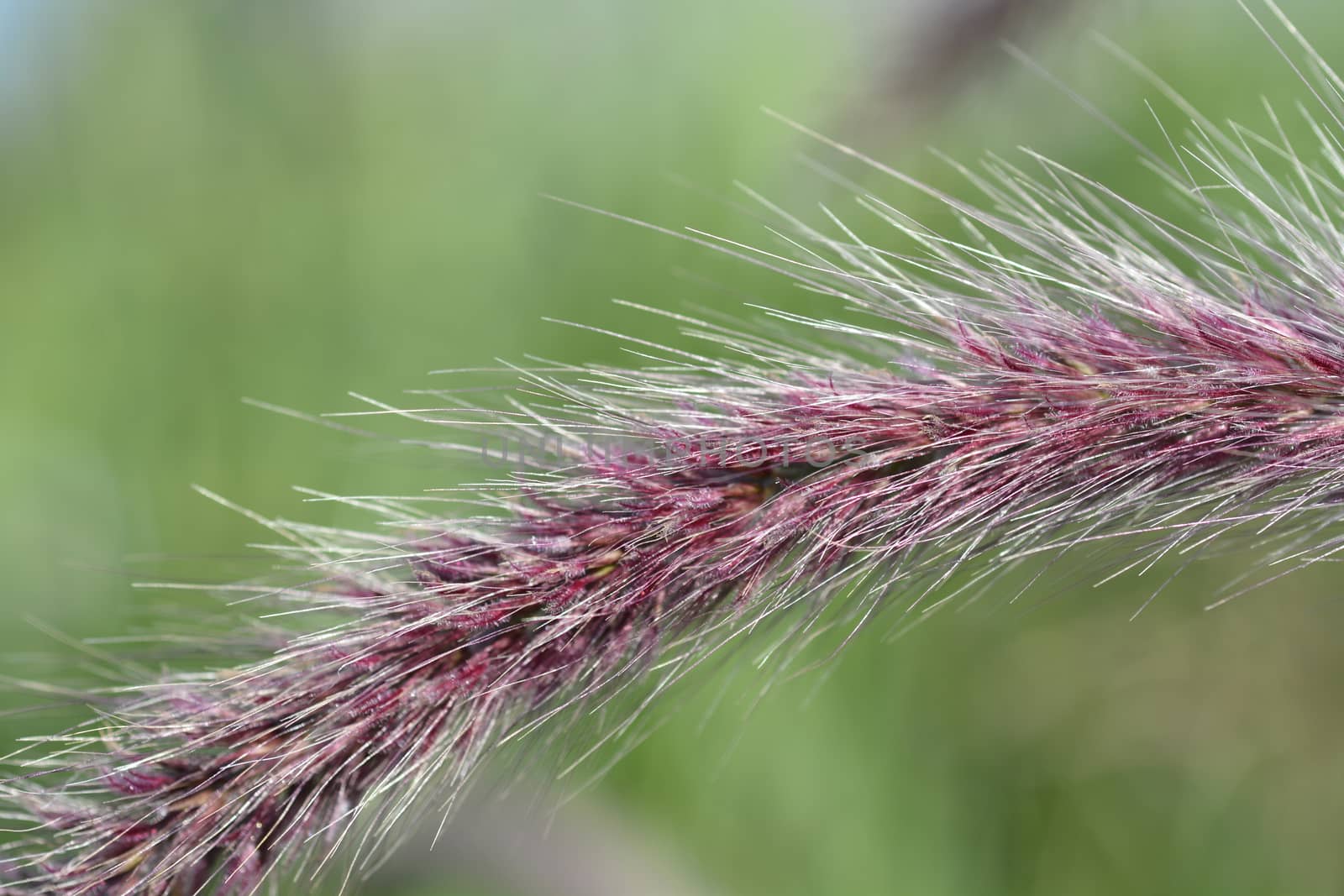 Fountain Grass Rubrum by nahhan