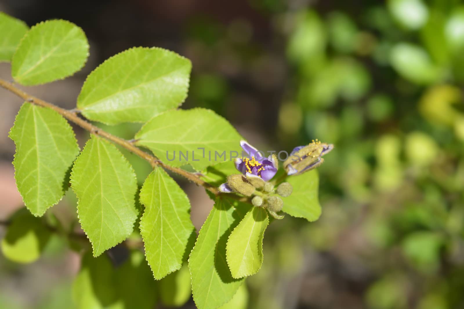 Crossberry purple flower - Latin name - Grewia similis