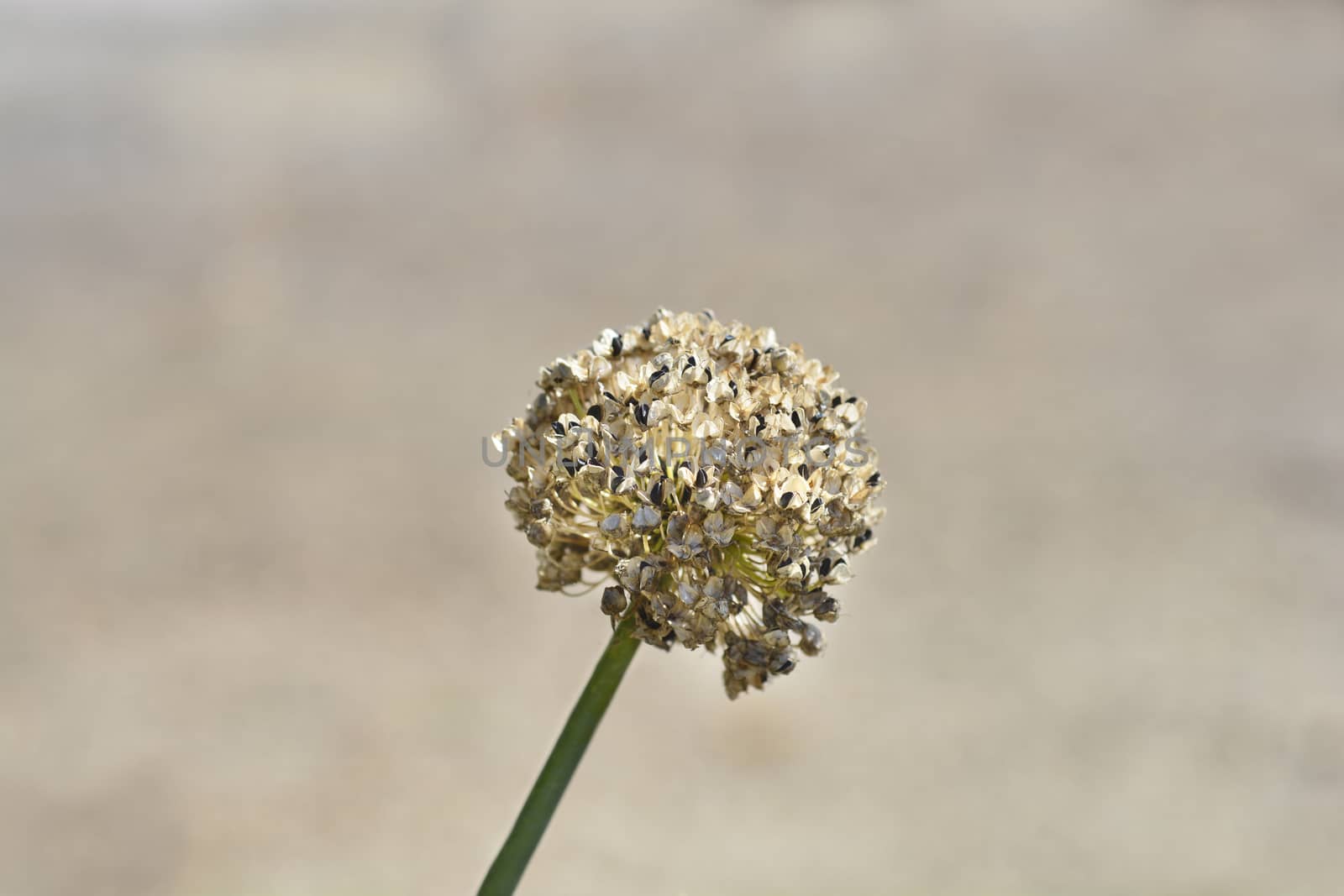 Garden onion seed head - Latin name - Allium cepa