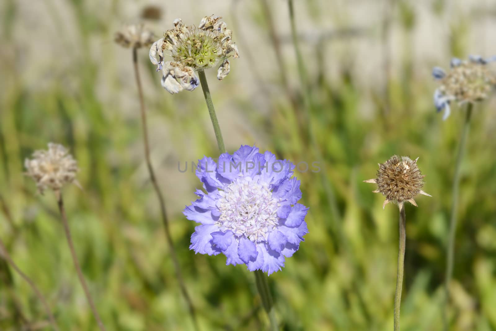 Caucasian pincushion flower - Latin name - Scabiosa caucasica