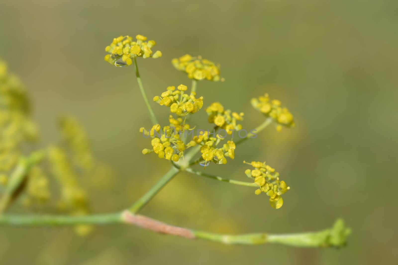 Common fennel yellow flowers - Latin name - Foeniculum vulgare