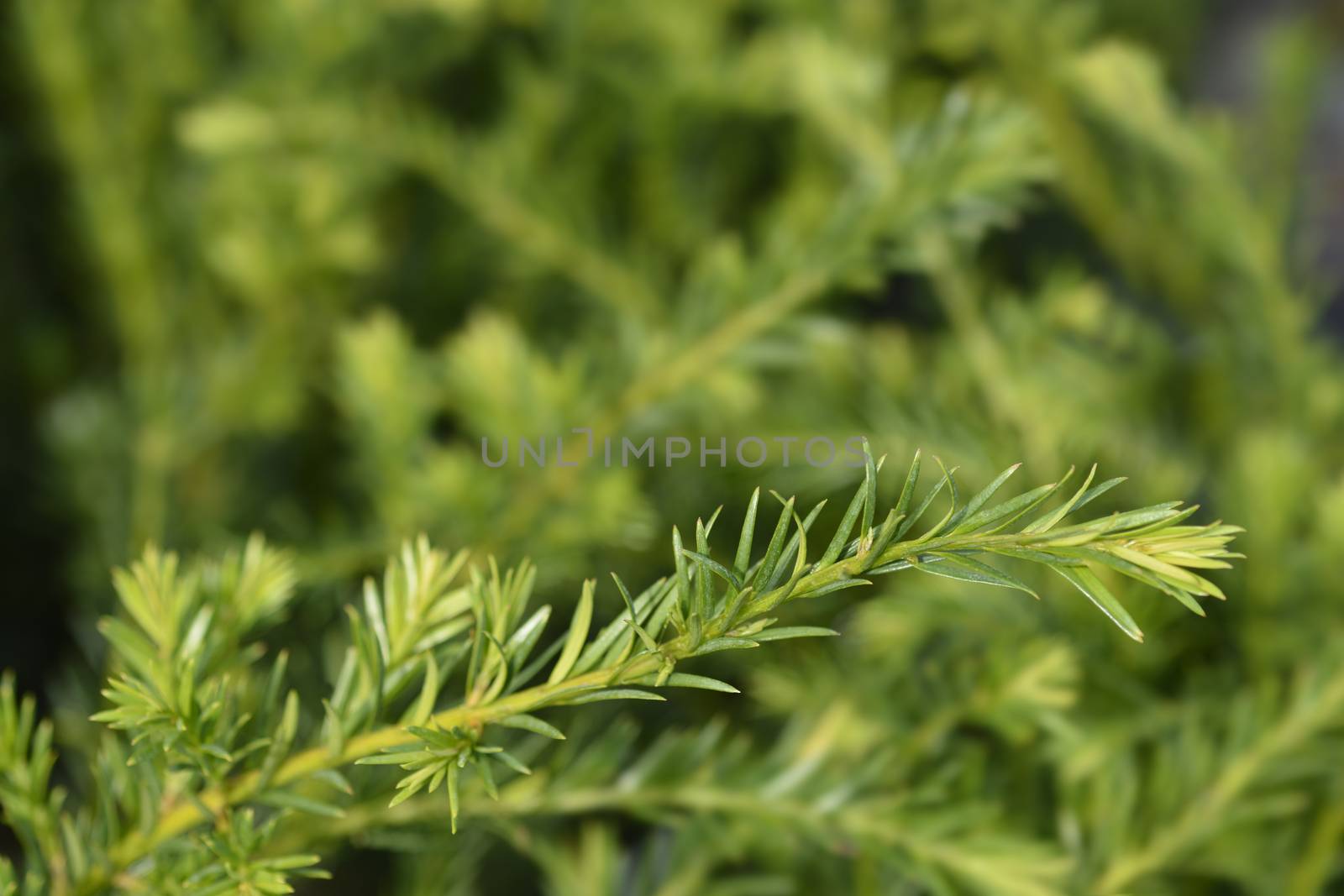 Groenland Yew - Latin name - Taxus * media Groenland