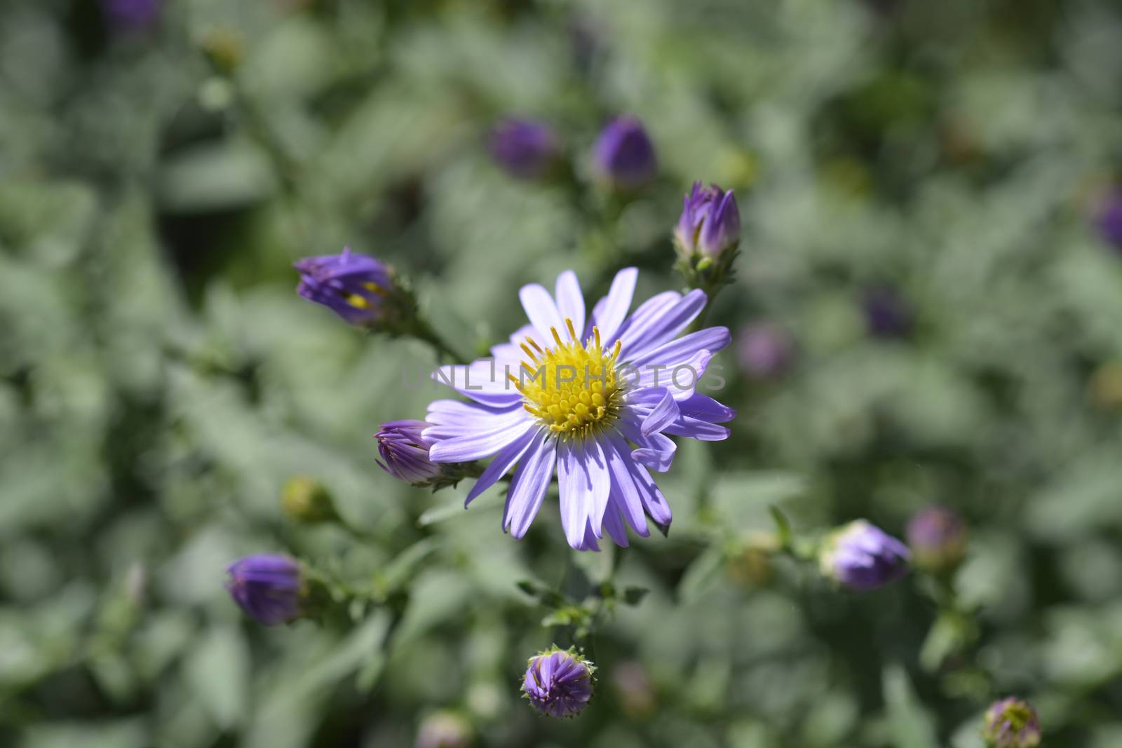 New York aster Professor Anton Kippenberg - Latin name - Symphyotrichum novi-belgii (Aster novi-belgii) Professor Anton Kippenberg