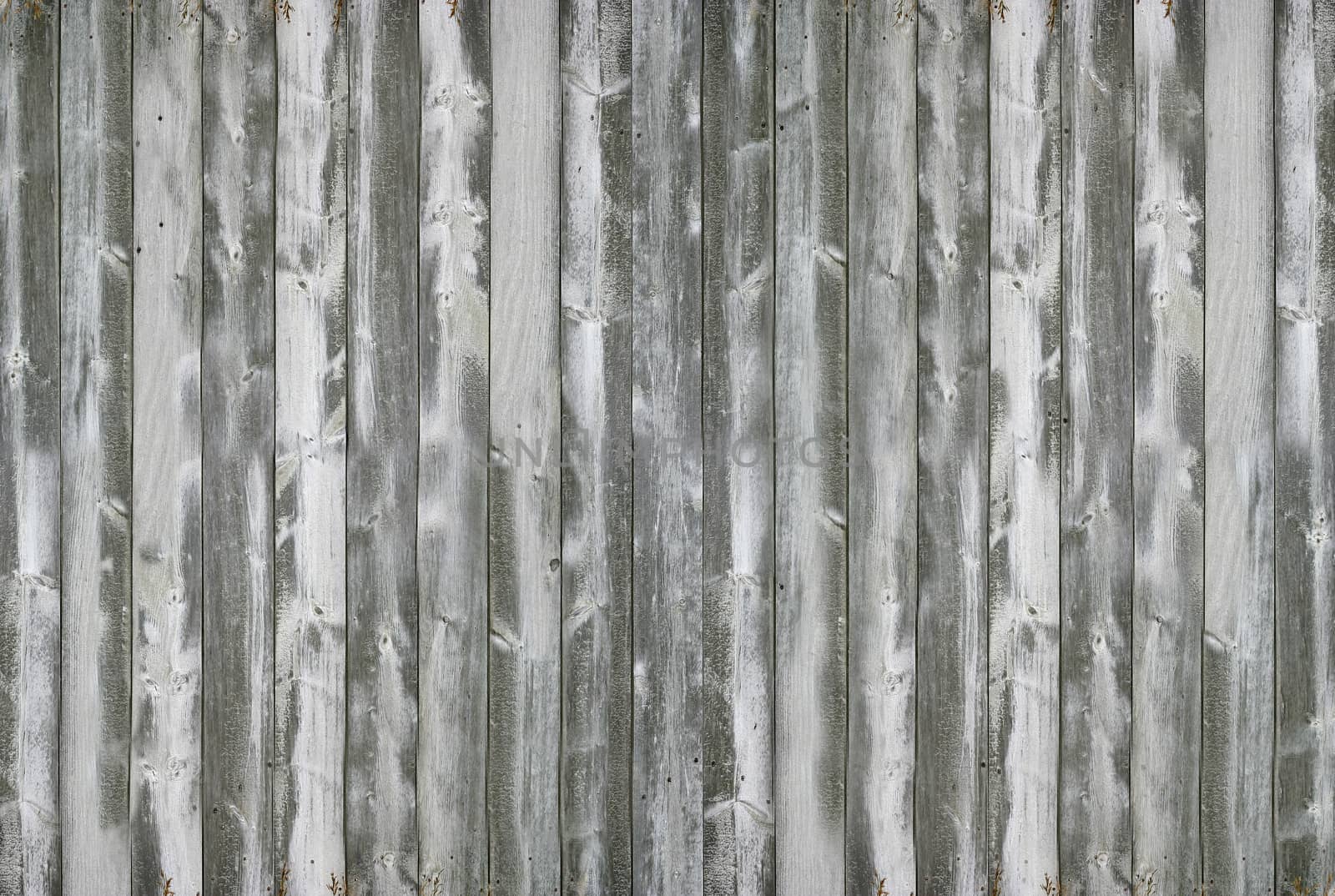 Close-up of a gray wood texture aged by time.Texture or background