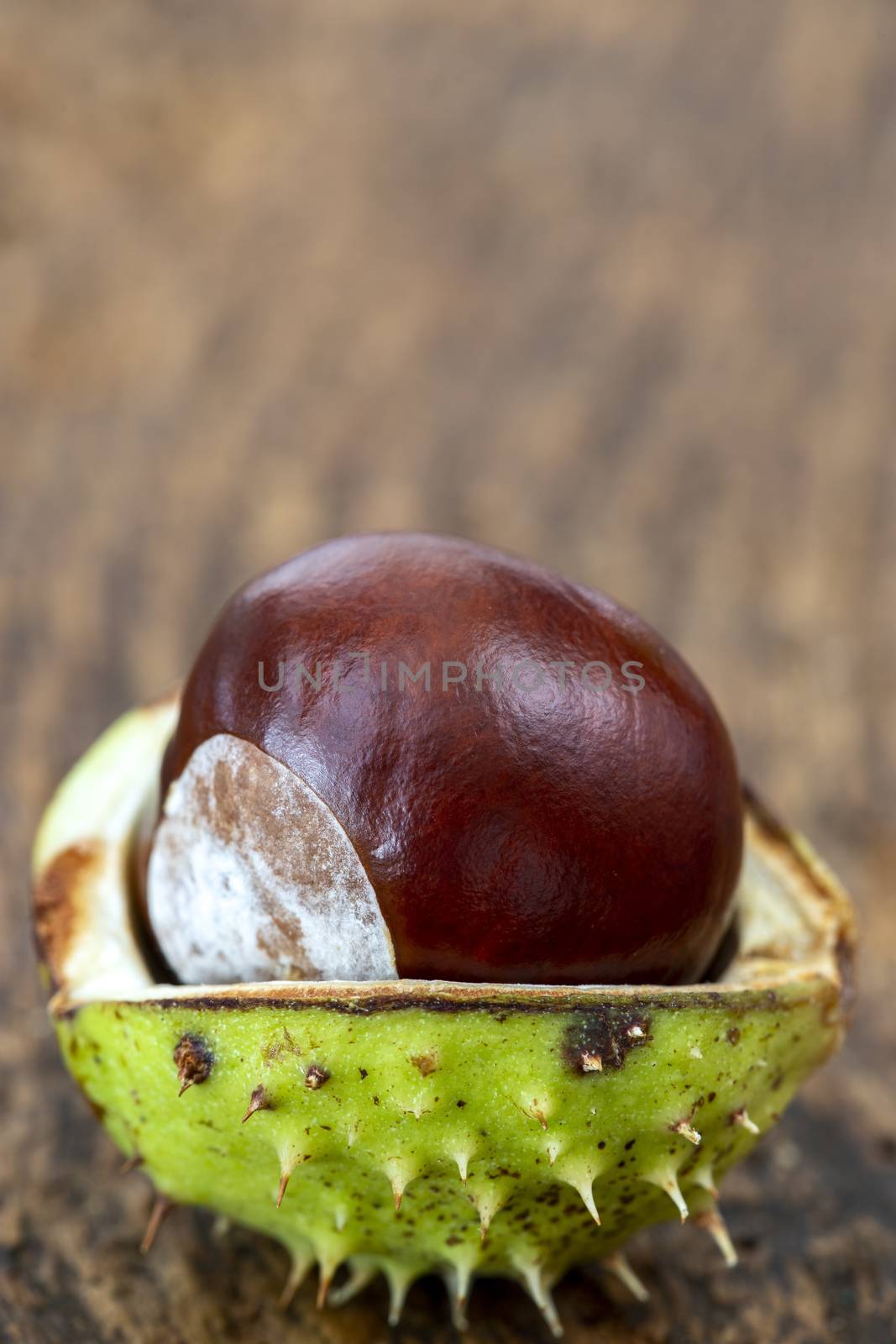 open chestnut on dark wood