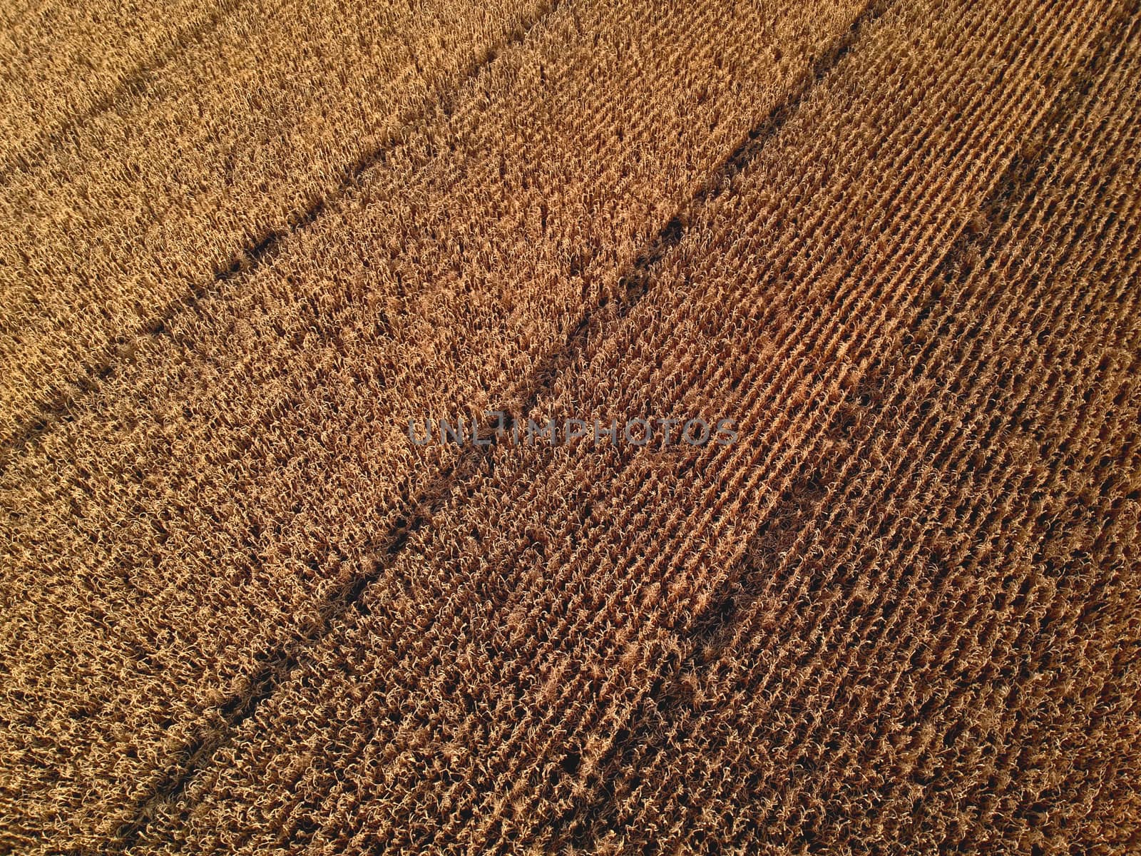 Aerial view on the corn field in summer sunset light