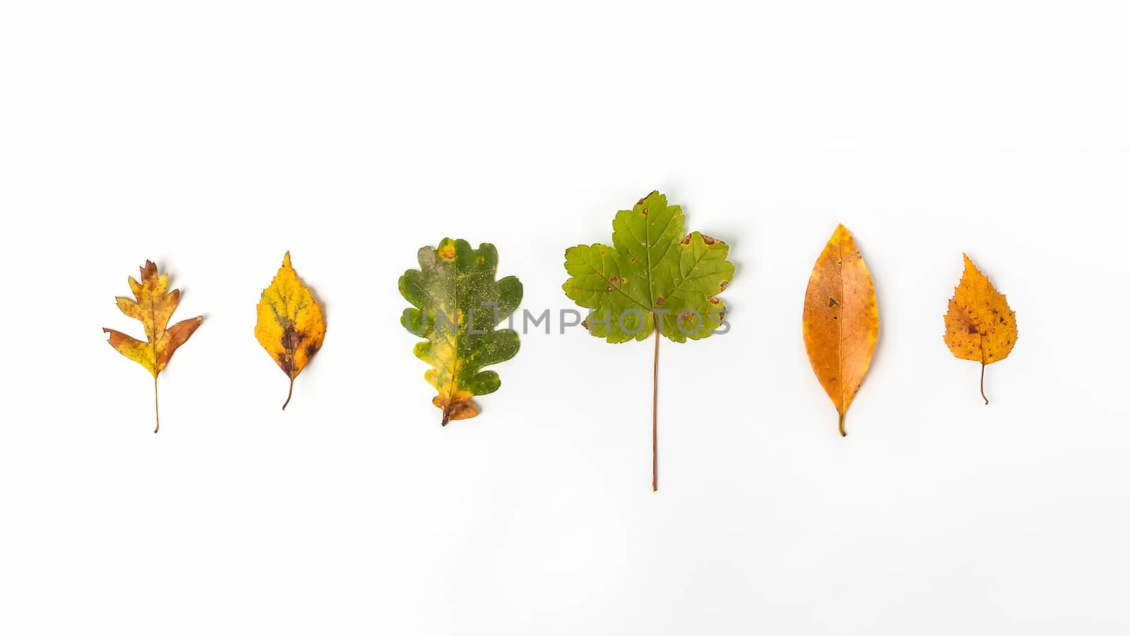Different types of autumn leaves lined up on a white background. Oak, beech, maple, chestnut, birch.