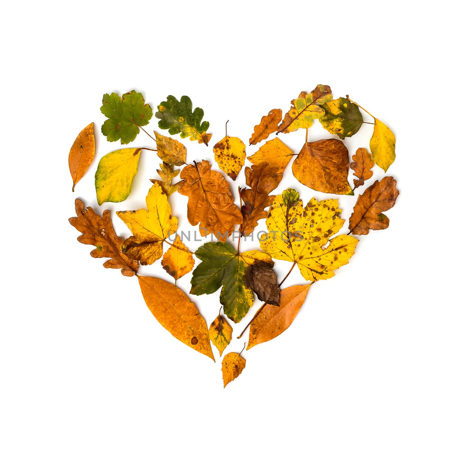 Colorful collection of autumn leaves like a heart on a white background
