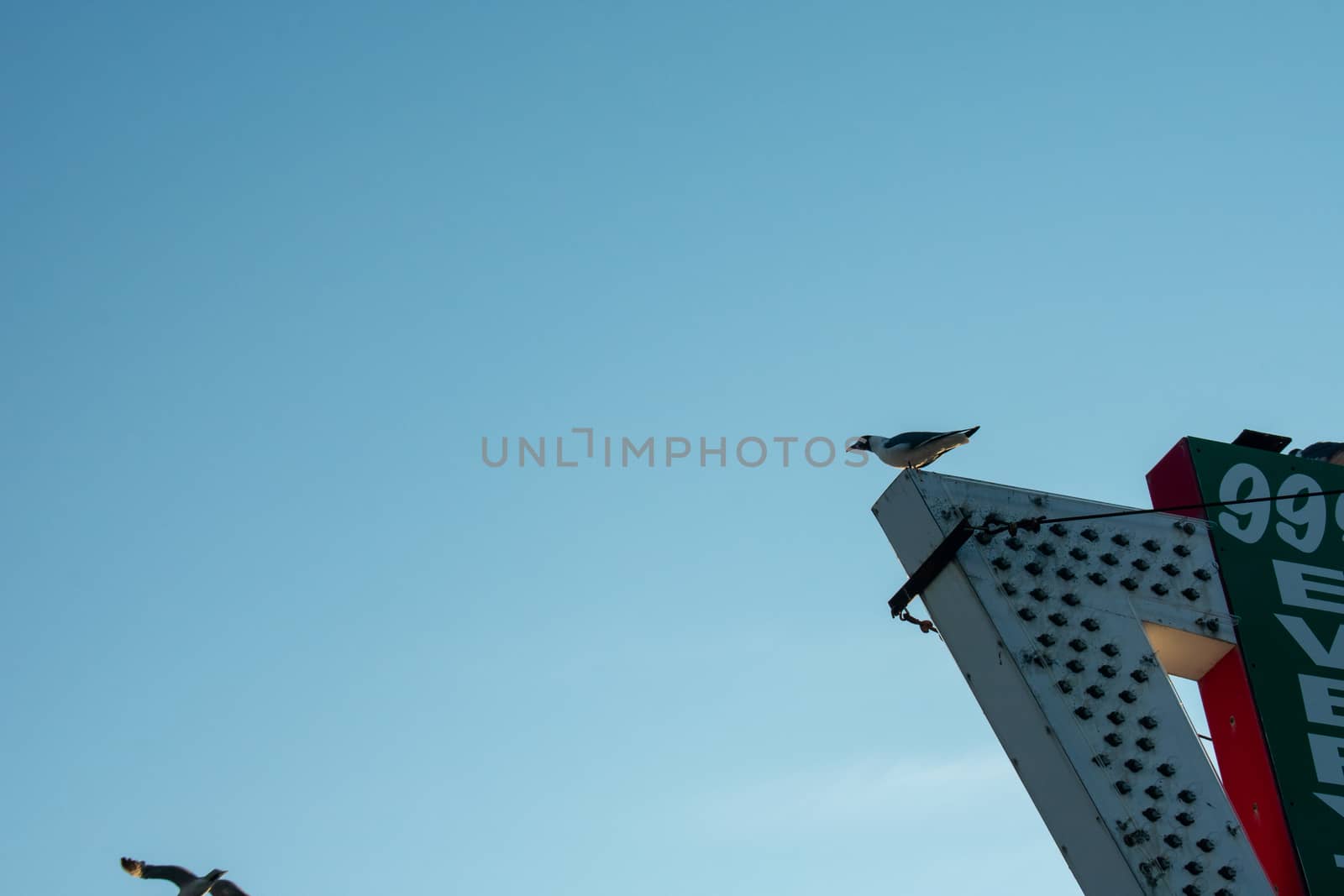 A Seagull Perched on the Top of an Old Marquee Sign by bju12290