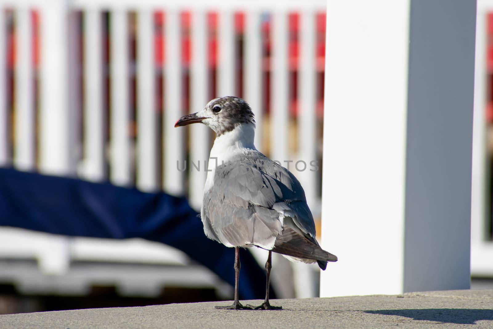 A Seagull Standing on a Concrete Ledge Looking Back at the Camera