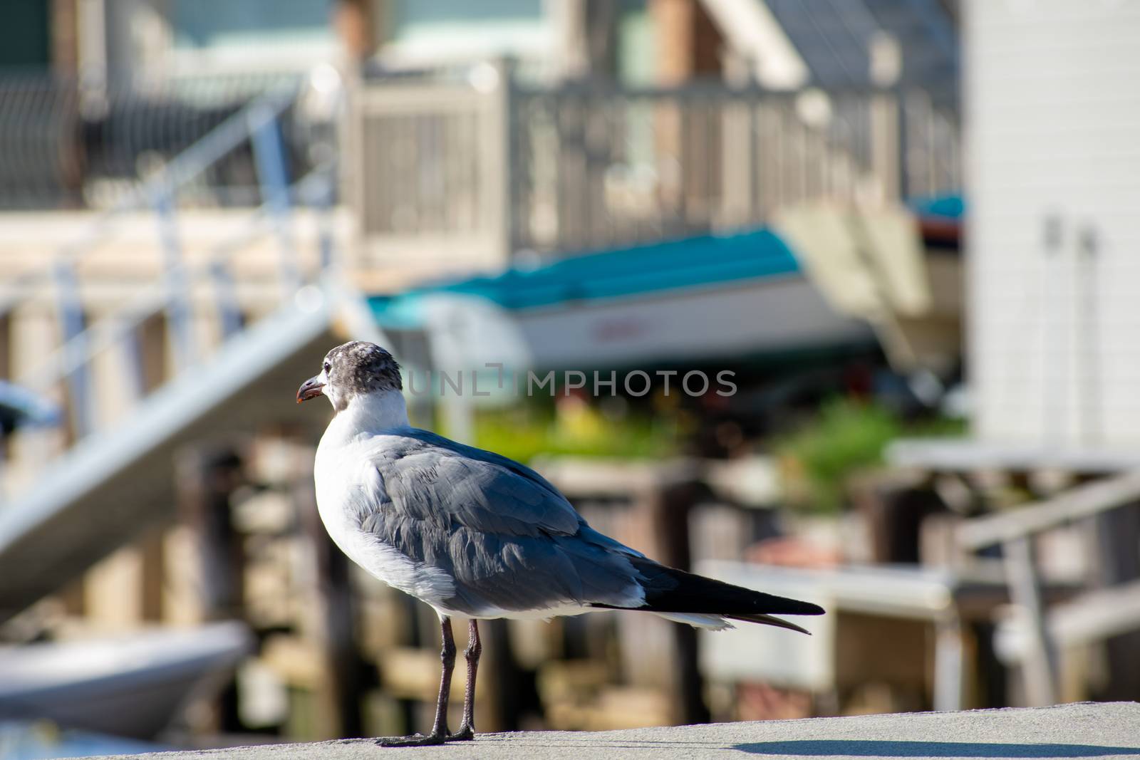 A Seagull Standing On a Concrete Ledge Looking Off in the Distan by bju12290
