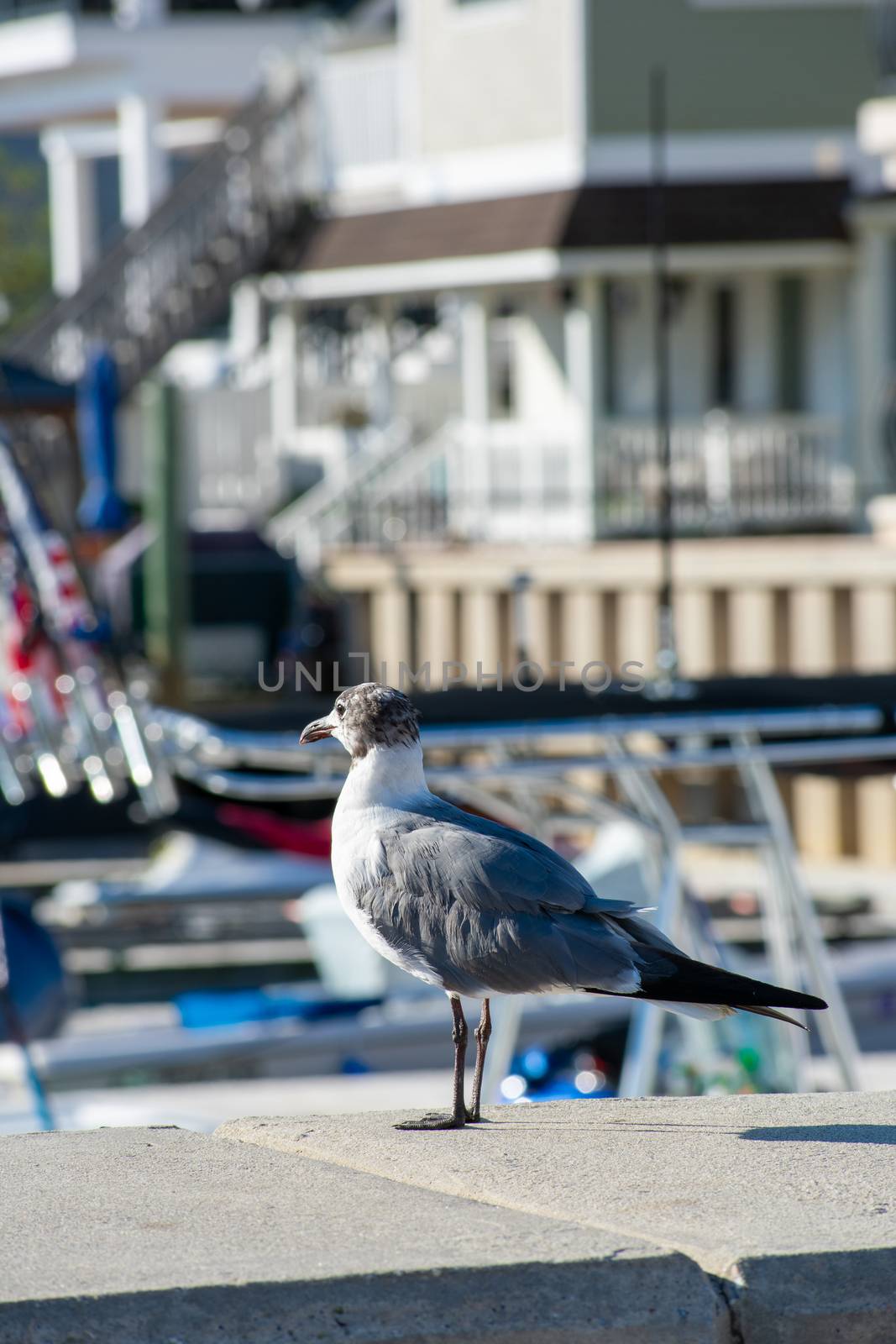 A Seagull Standing on a Ledge Near Boats and Water Looking Off in the Distance