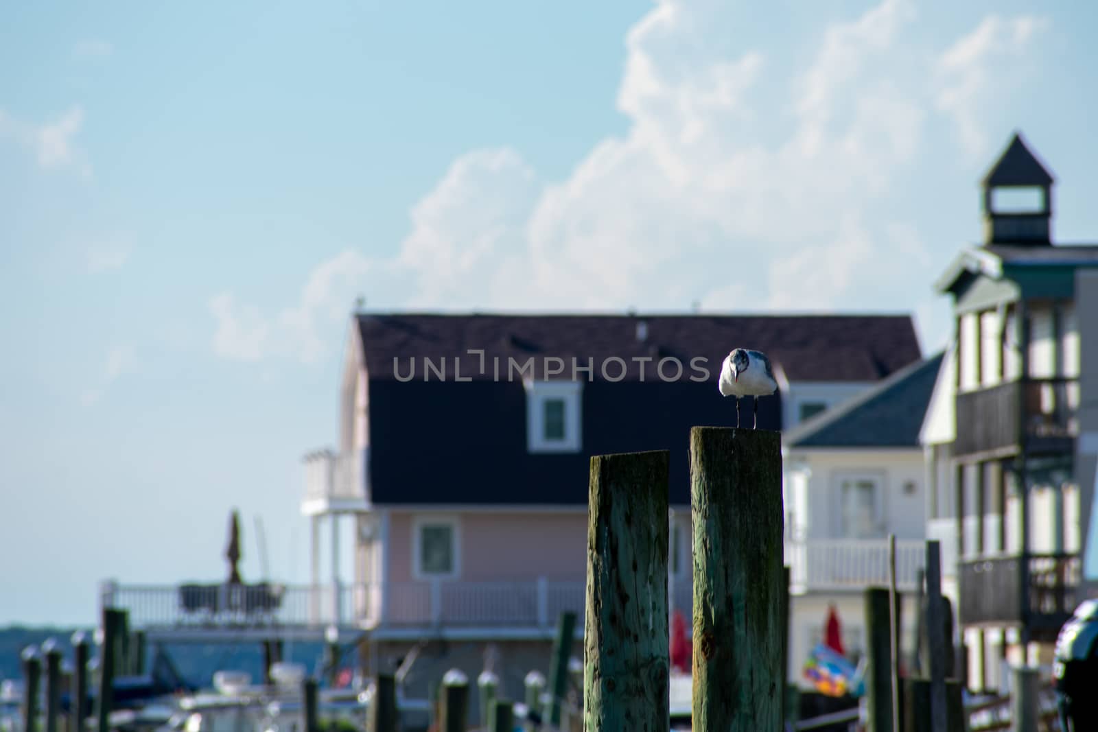 A Seagull Sitting on a Wooden Pillar Sticking Out of the Water a by bju12290