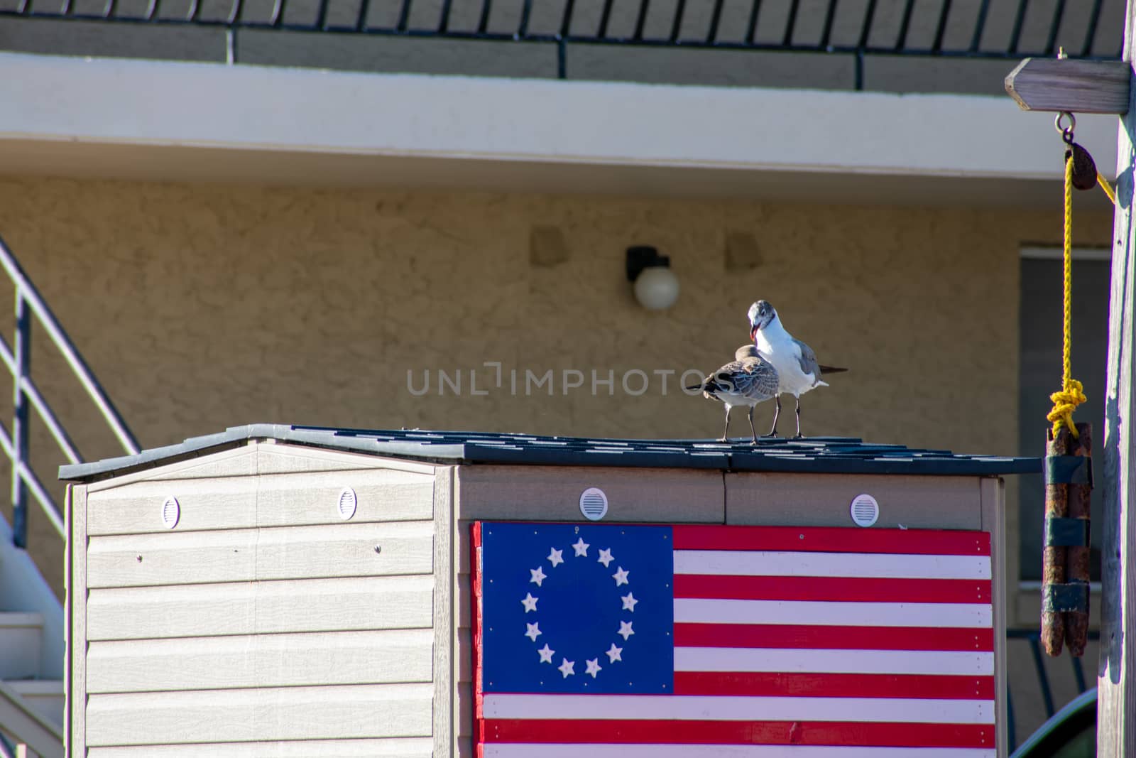 Two Seagulls Playing on the Roof of a Small Building by bju12290