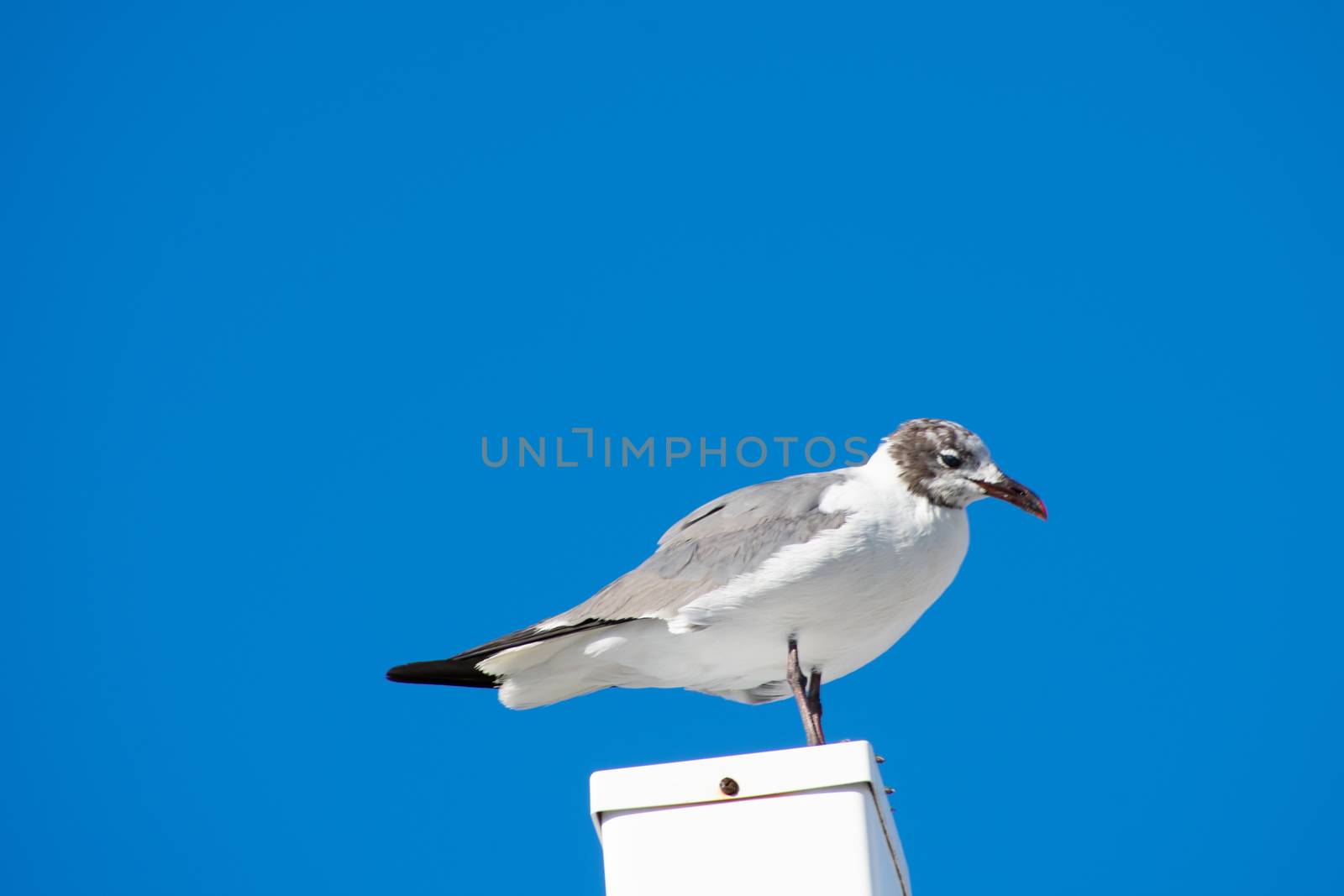 A Seagull Standing on a White Post With a Solid Blue Background by bju12290