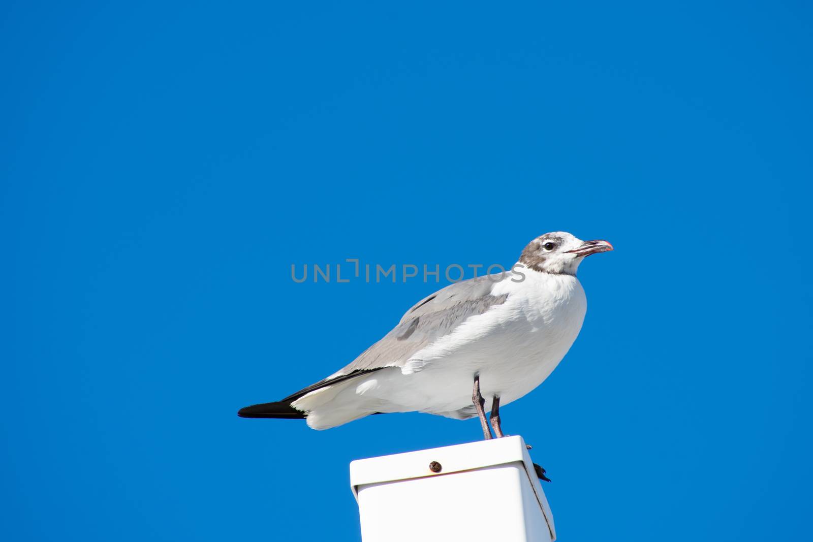 A Seagull Standing on a White Post With a Solid Blue Background by bju12290