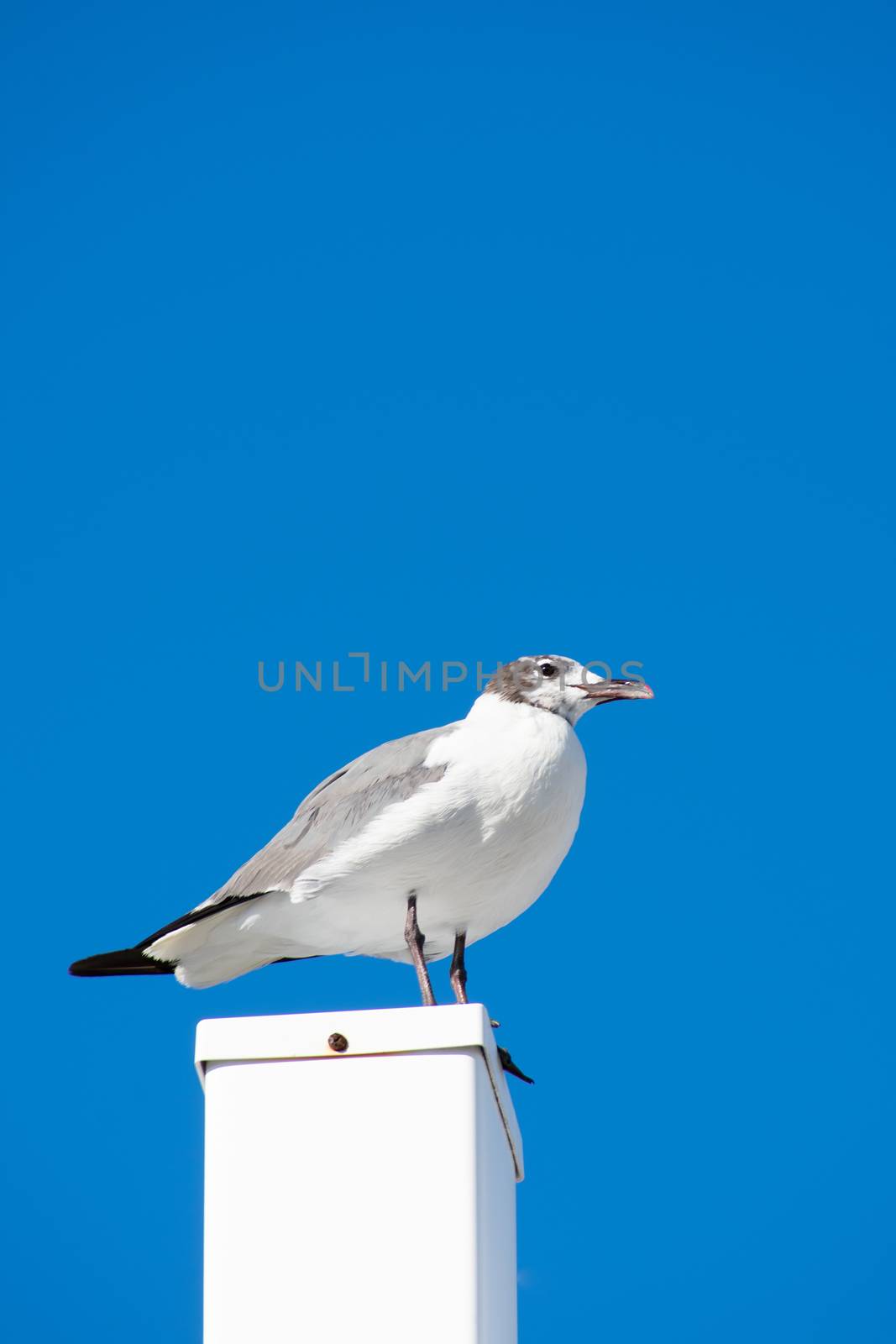 A Seagull Standing on a White Post With a Solid Blue Background by bju12290