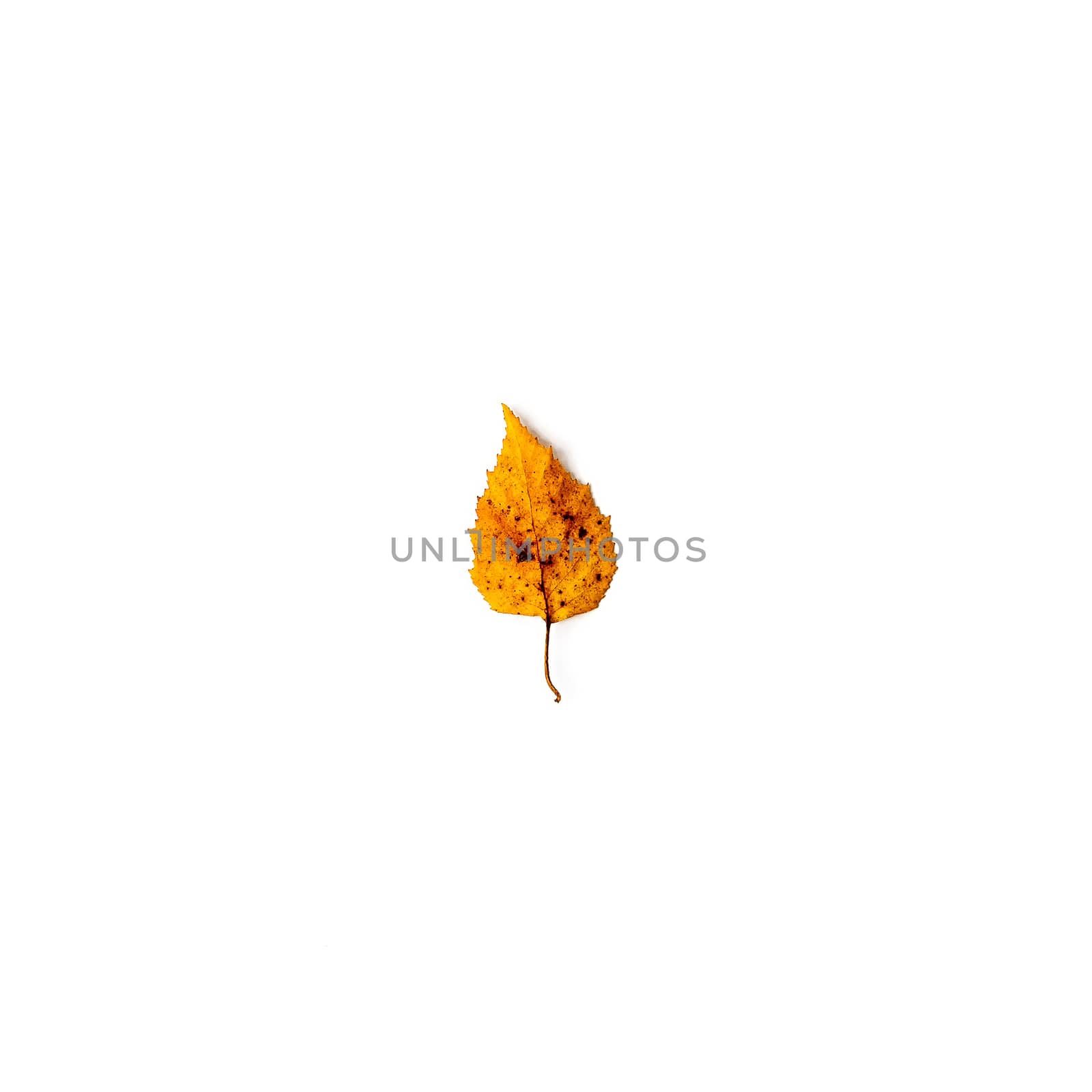 Brown leaf isolated on a white background by JRPazos