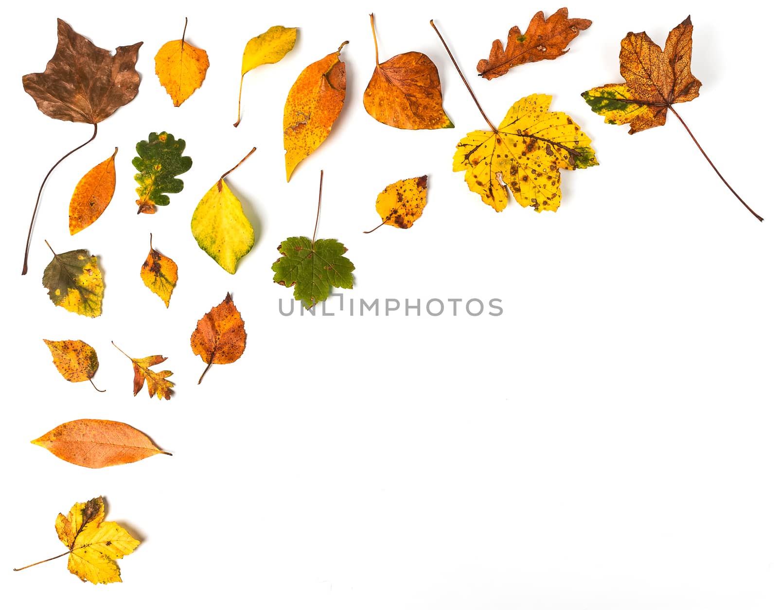 Colorful collection of autumn leaves on a white background. Copy space.