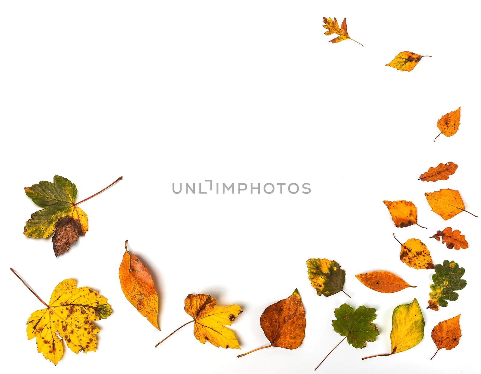 Colorful collection of autumn leaves as if blown by the wind on a white background. Copy space.