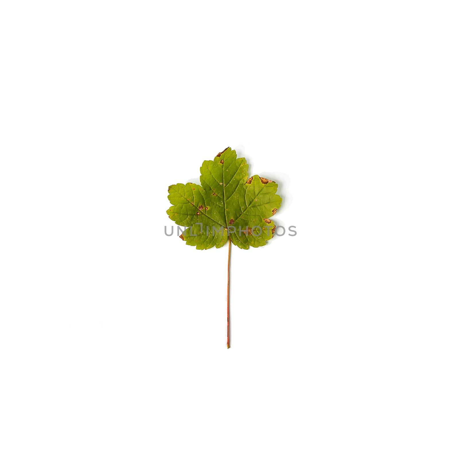 Green maple leaf isolated on a white background by JRPazos