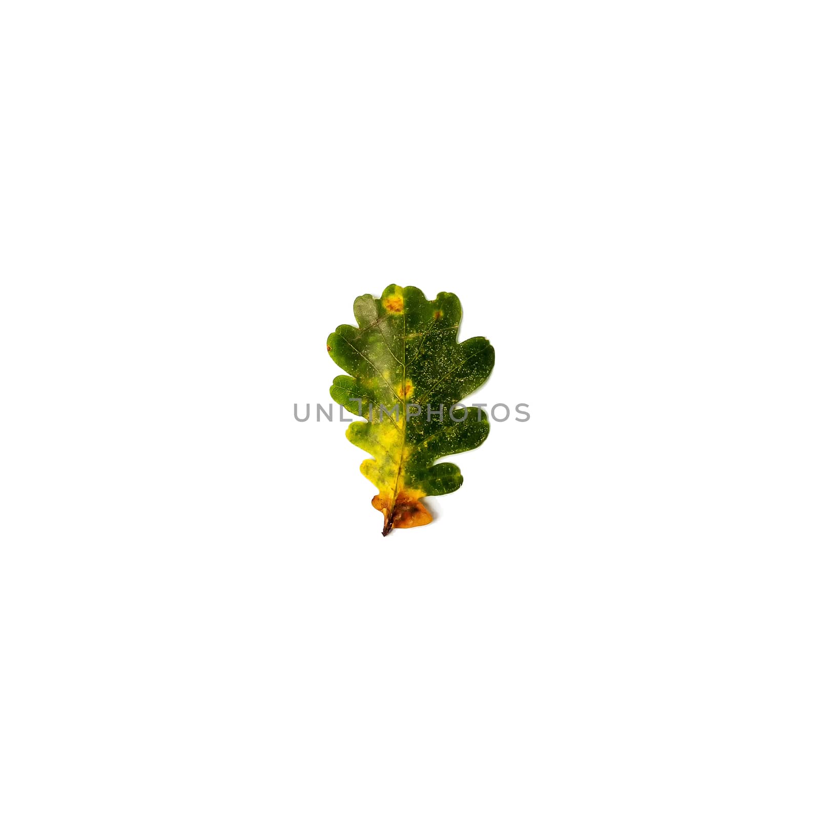 Green and yellow oak leaf isolated on a white background by JRPazos