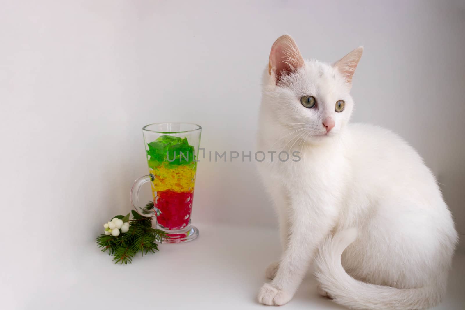 A white cat sits on a white background next to a glass of marmalade. Space for your text