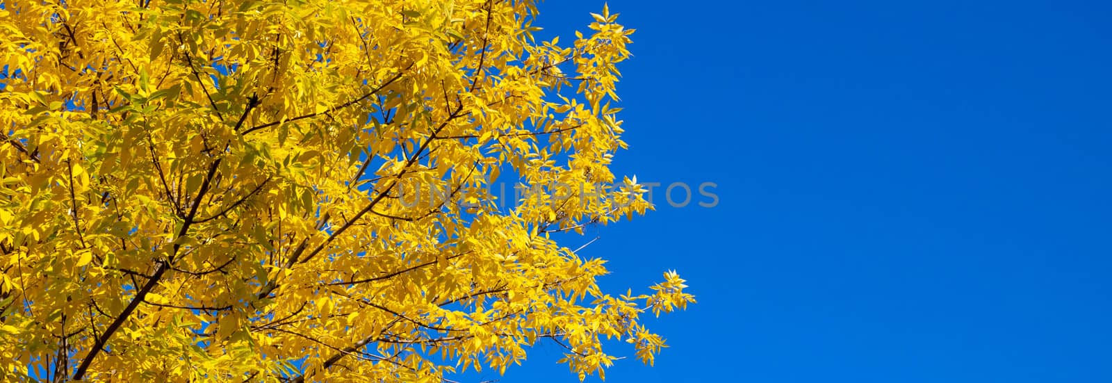 Panorama of yellow autumn leaves of ash against a blue sky. Autumn nature background. by lapushka62