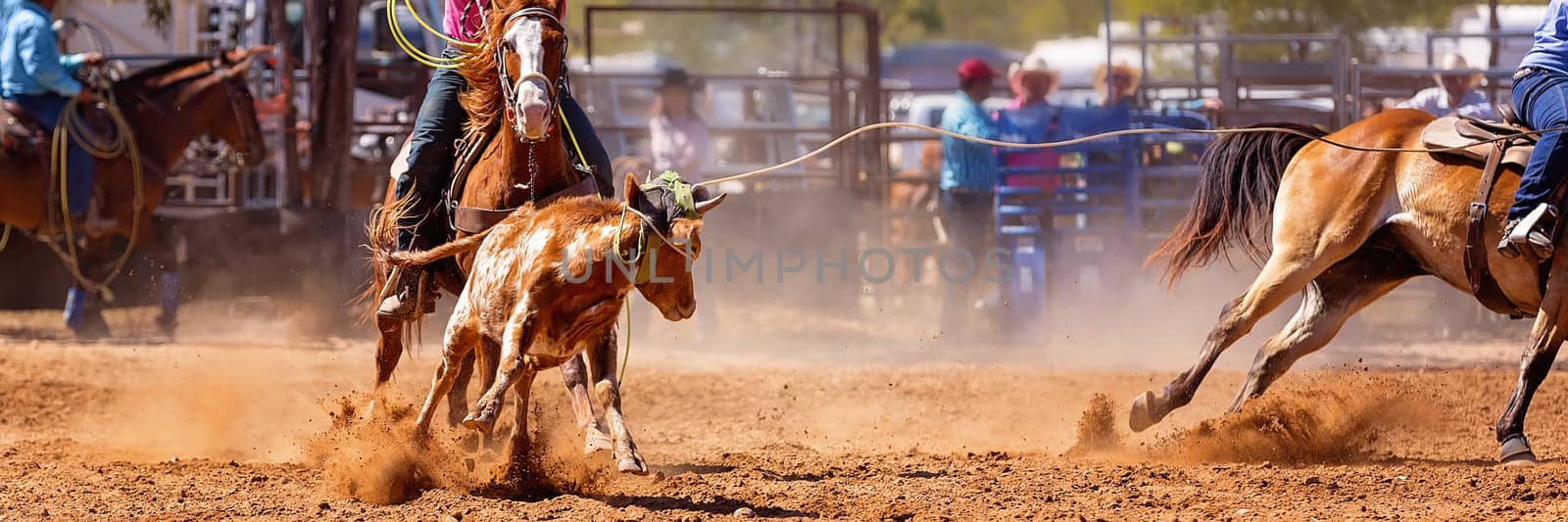 Calf being lassoed in a team calf roping event by cowboys at a country rodeo