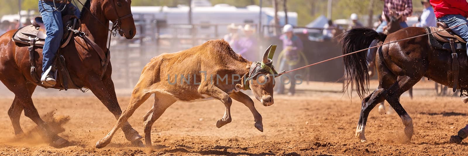 Calf being lassoed in a team calf roping event by cowboys at a country rodeo