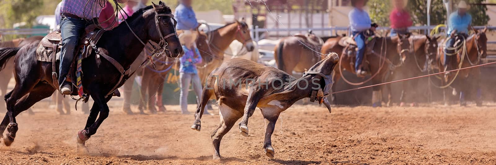 Calf being lassoed in a team calf roping event by cowboys at a country rodeo