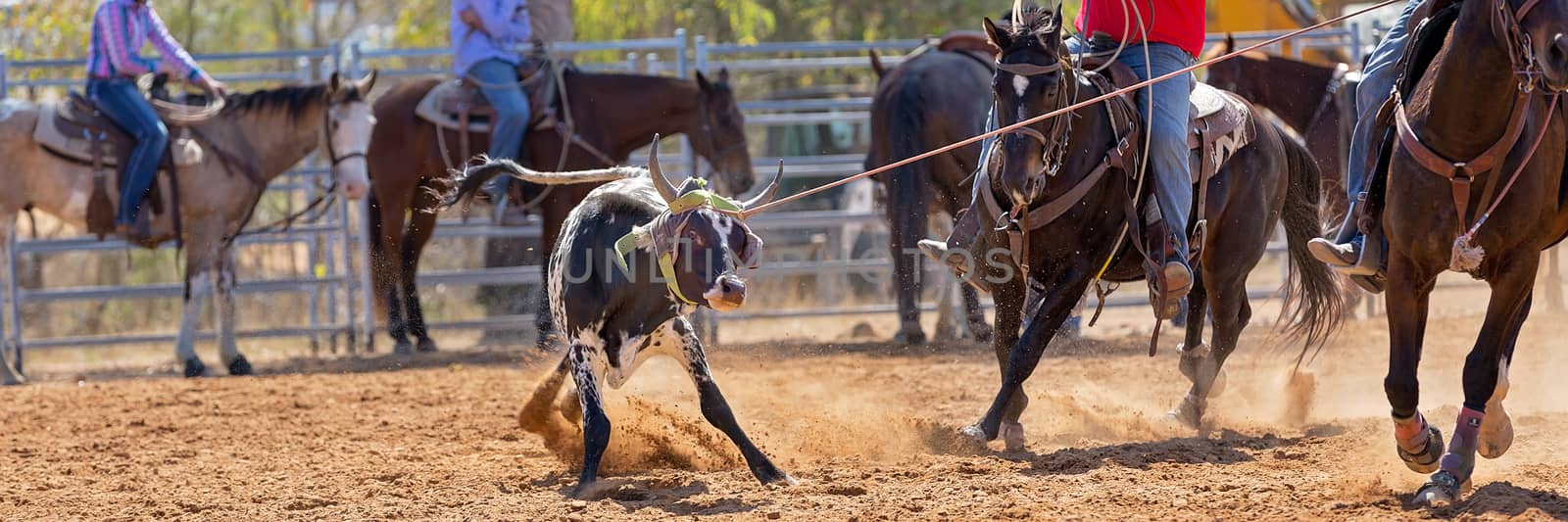 Calf being lassoed in a team calf roping event by cowboys at a country rodeo