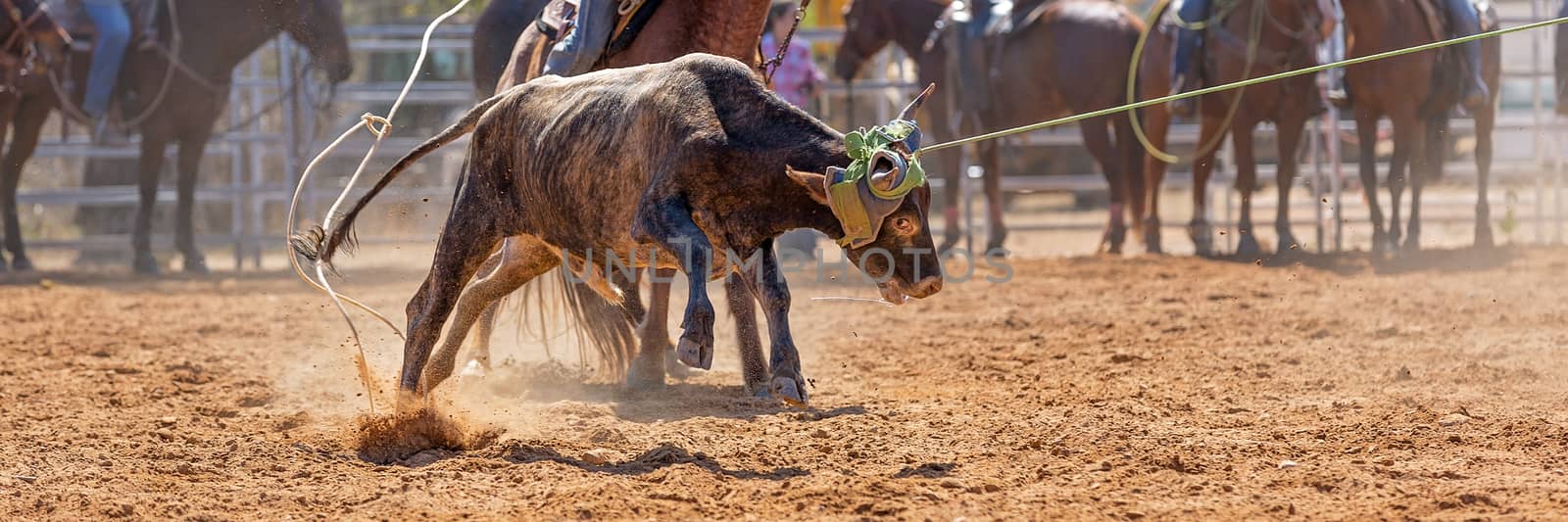 Calf being lassoed in a team calf roping event by cowboys at a country rodeo