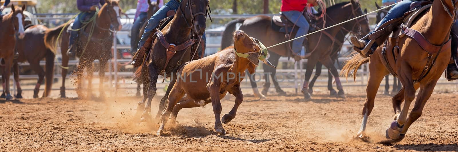 Calf being lassoed in a team calf roping event by cowboys at a country rodeo