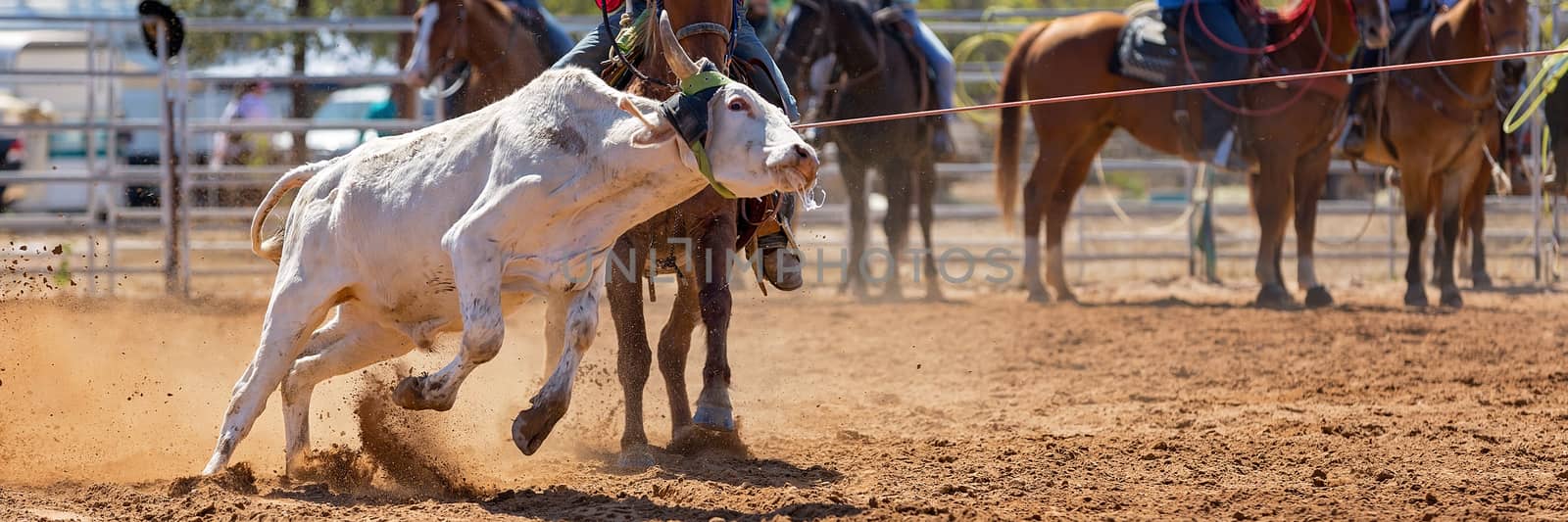 Calf being lassoed in a team calf roping event by cowboys at a country rodeo