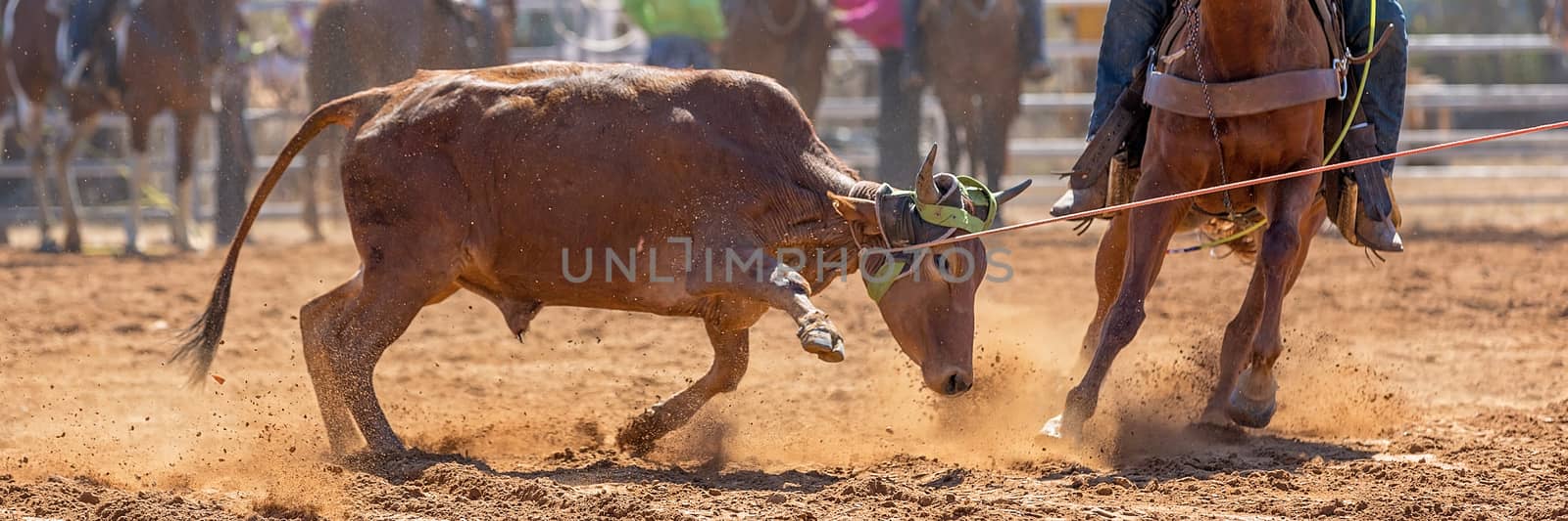 Australian Team Calf Roping Rodeo Event by 	JacksonStock