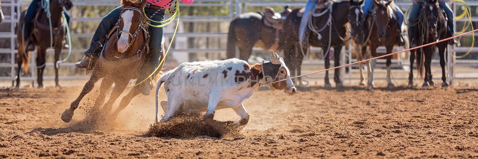 Calf being lassoed in a team calf roping event by cowboys at a country rodeo