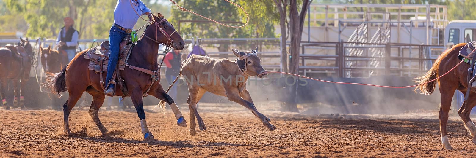 Australian Team Calf Roping Rodeo Event by 	JacksonStock
