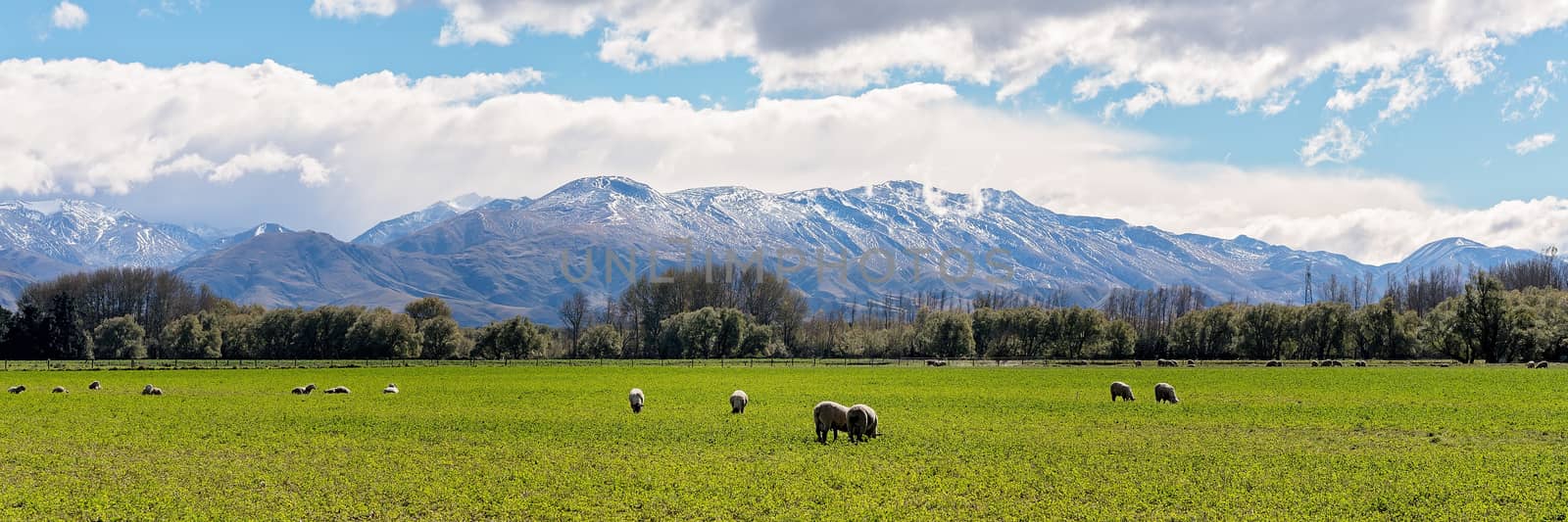 Sheep grazing in a field in front of snow capped mountains in autumn