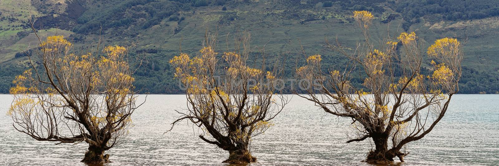 Three Trees Growing In A Lake by 	JacksonStock