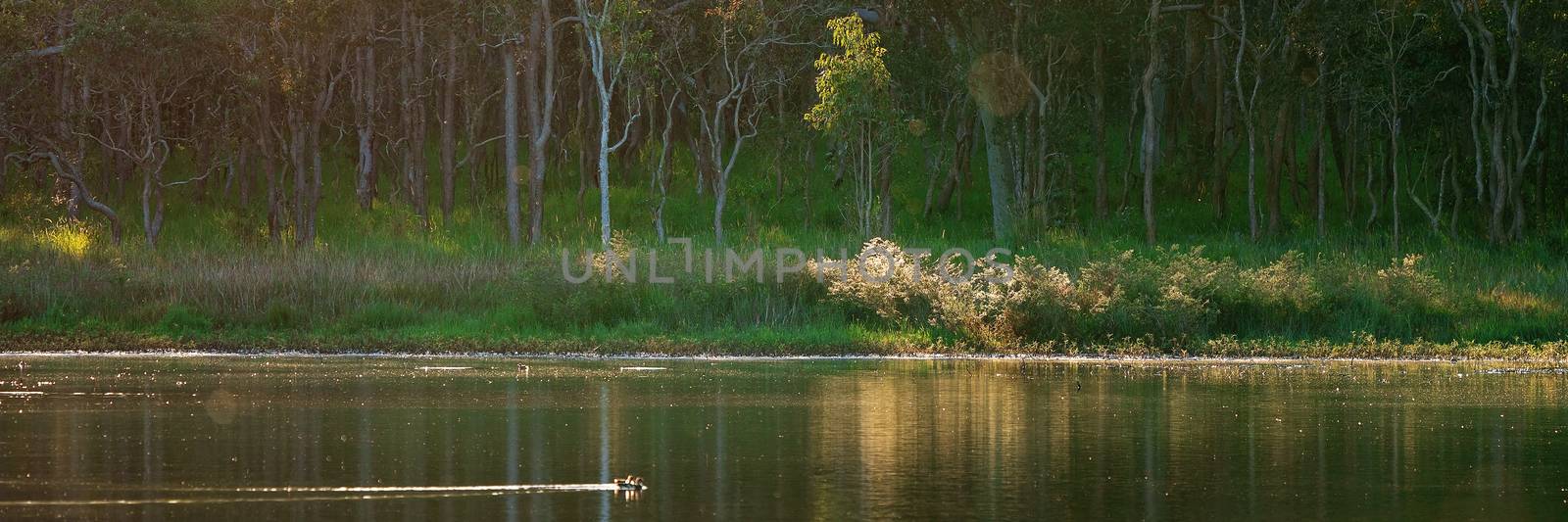 Ducks Swimming Peacefully On A Pond With A Forest Background by 	JacksonStock